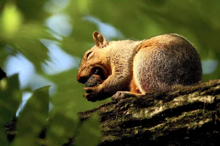 Animals, too, celebrate the fall harvest